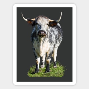 Longhorn Cow Magnet